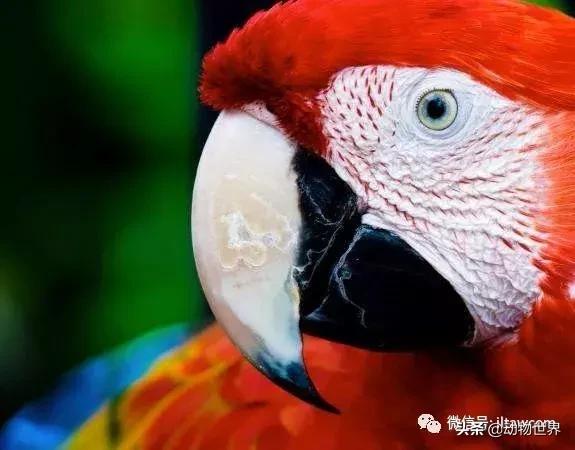 飞翔的彩虹鸟,飞翔的鹦鹉绿幕素材