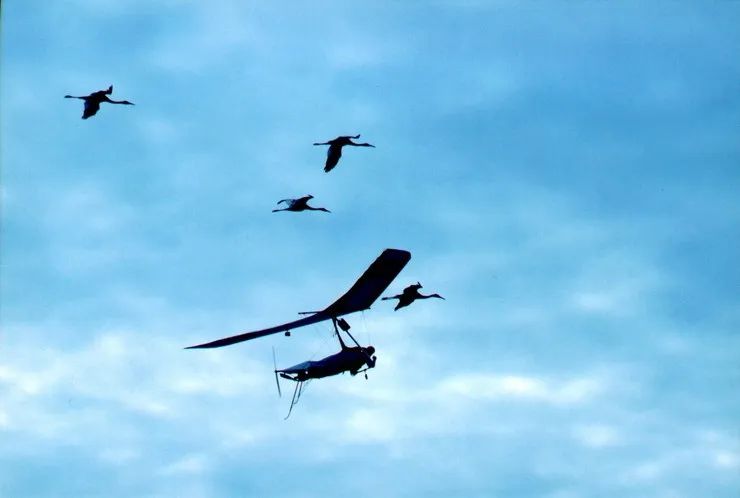 有情人终成兄妹惊不惊喜意不意外,有情人终成兄妹是什么感受