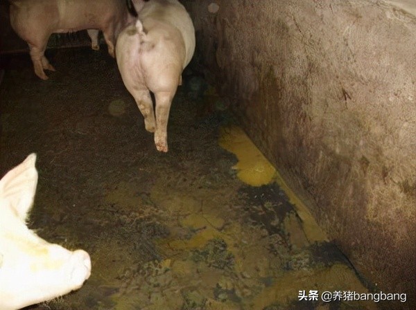 冬季如何预防小猪流行性腹泻,猪秋季腹泻的治疗方法