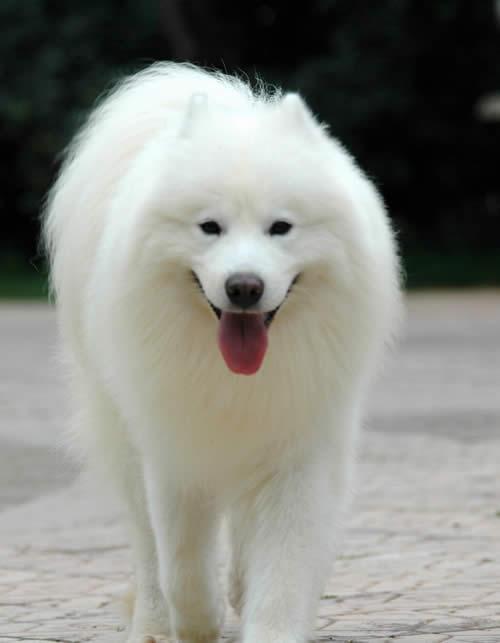 狗狗毛打结的处理方法,狗狗毛发打结