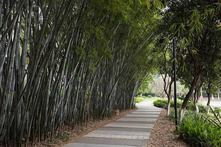 我是岭南，技工学校中的霸王“战斗机”