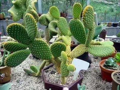 100种花的花语以及送花礼仪分享,100种花的名字和图片带花语