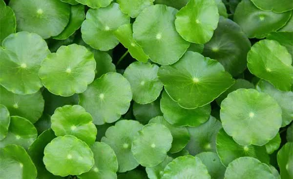 多种植物提取健康安全的护肤品,上百种纯天然植物果蔬提取精华