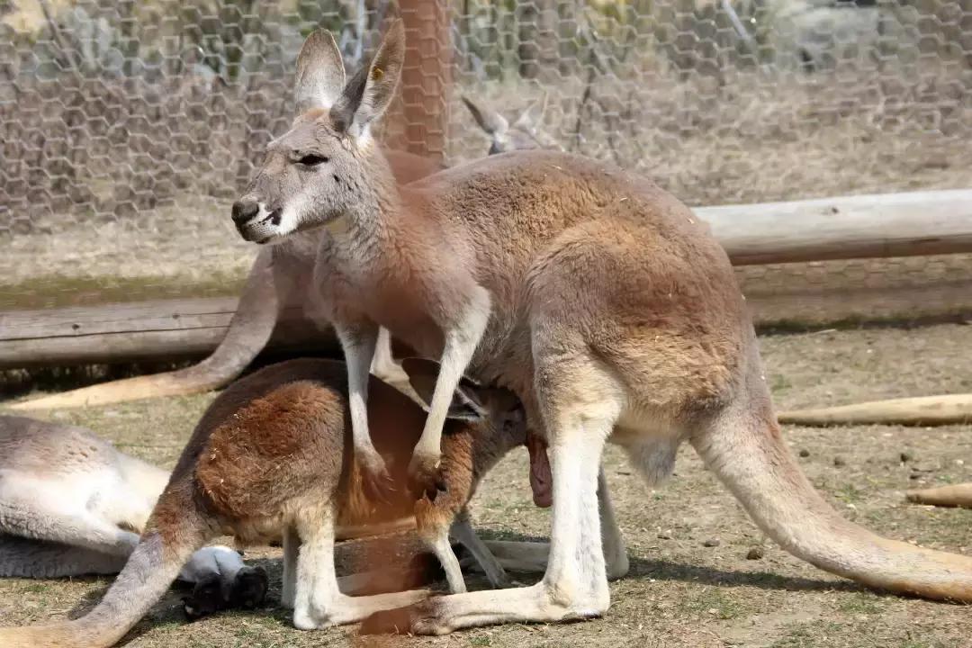 袋鼠界的“白雪公主”,近日找不到孩子他爸了……