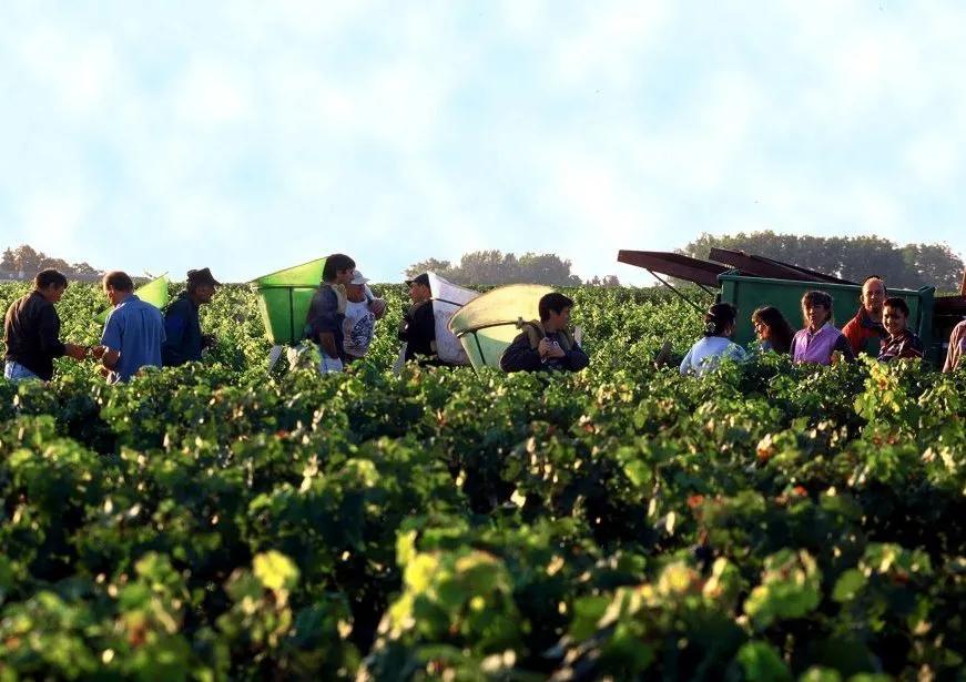 喝了那么多年酒你会怎么样,喝了那么多年的酒你真的喝对了吗
