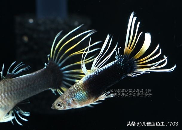 孔雀鱼100条,孔雀鱼20缸10条鱼