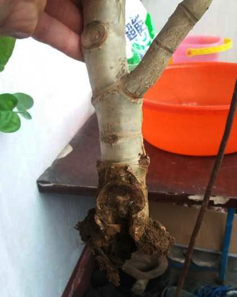 一年四季不死的十种花水养,浇水过多死的植物