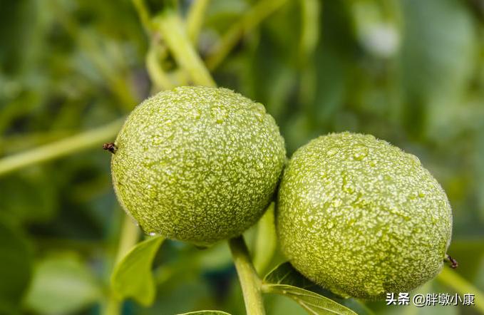 英氏核桃油宝宝辅食,核桃油宝宝辅食直播