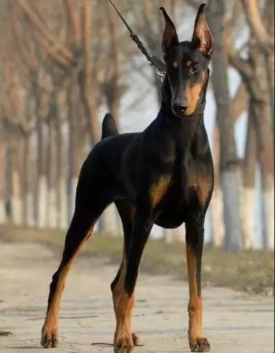 身价最高的狗,身价20亿的狗