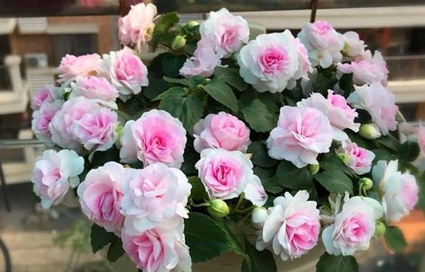 盆栽凤仙花好养,凤仙花怎么养盆栽