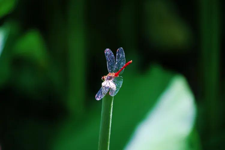 尼康入门单反,单反快速入门攻略