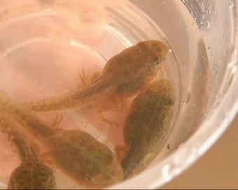 呱呱~石潭有个“青蛙王子”，每天都与500万只青蛙玩耍！