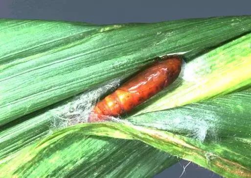 中国玉米叶片病害防治情况,玉米控旺病虫害防治能同时用药吗