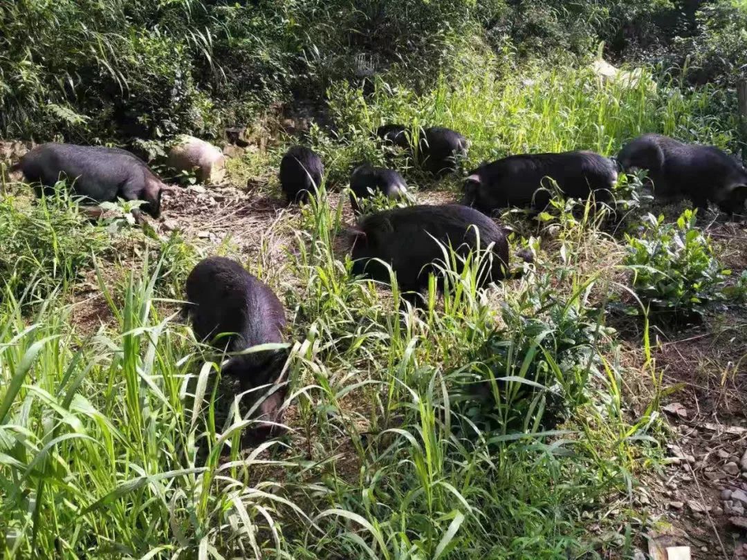 我们在距芜湖70公里的古坝村，找到了向往的生活