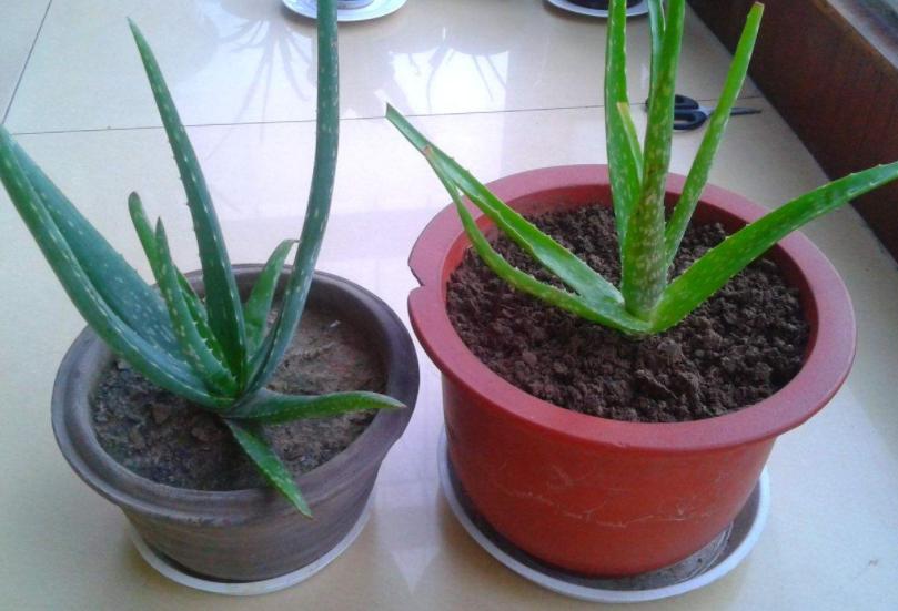 芦荟与什么东西搭配祛斑效果最好,脸上有斑怎样用芦荟祛斑