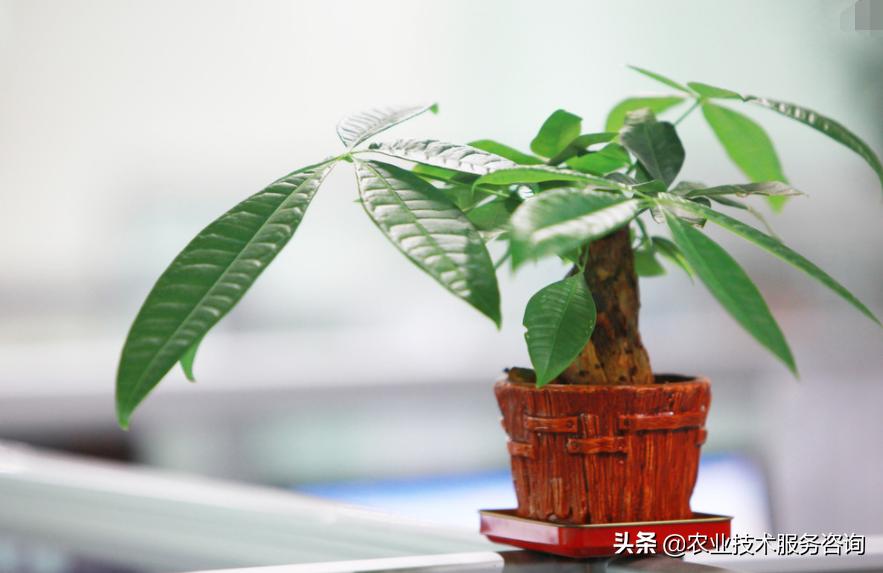 发财树叶片发黄卷曲怎么回事,发财树叶片发黄怎么补救