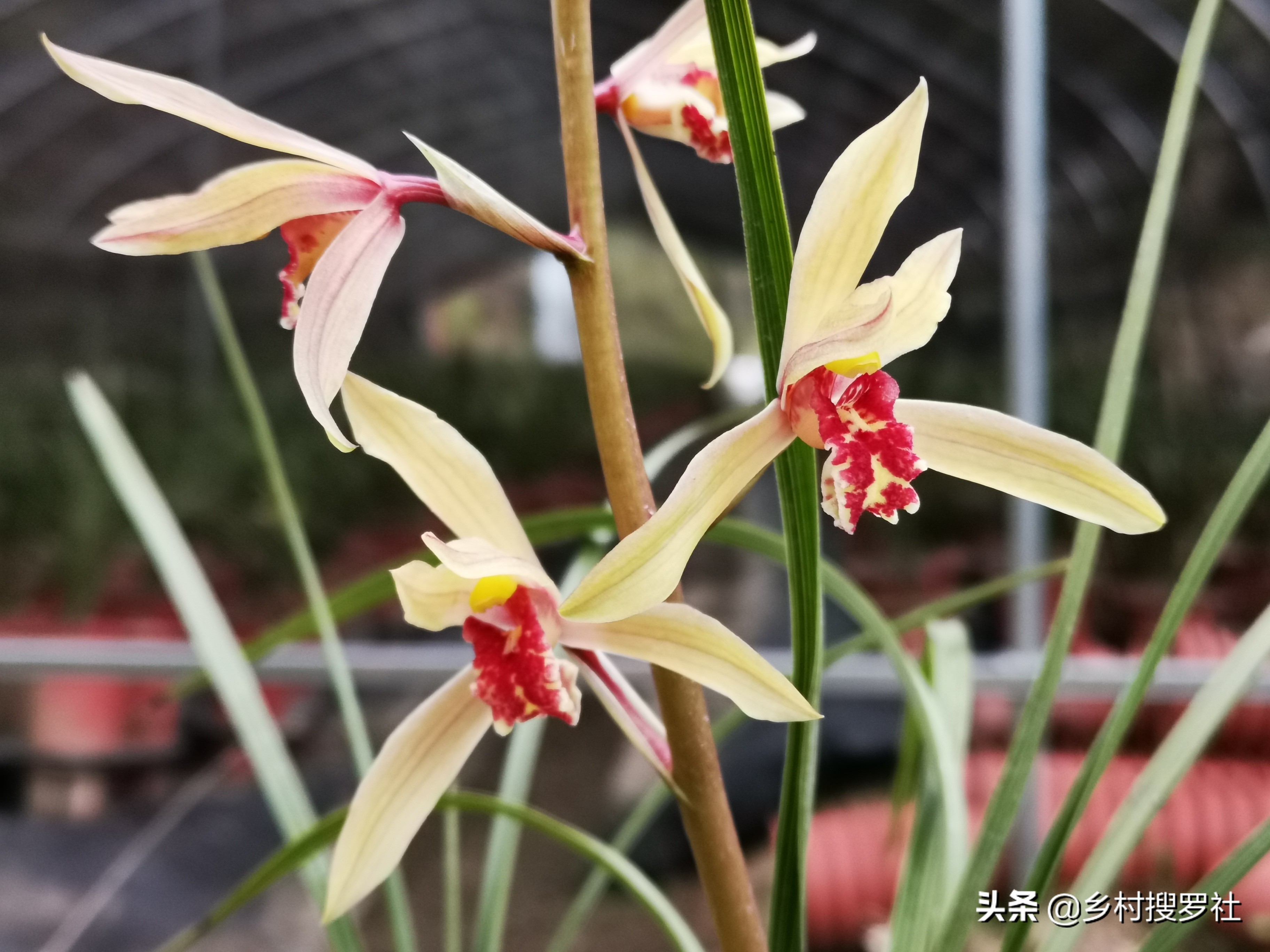 兰花最实用的肥料君子兰,兰花常用肥料有哪些