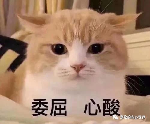 怎么纠正猫咪去厕所喝水,铲屎官发现猫咪尿不出来怎么办