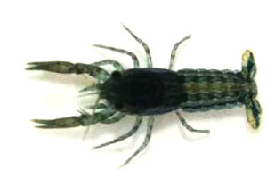 养鱼混养注意事项大全图解,新手养鱼混养推荐