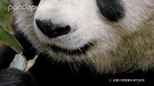 大熊猫快速吃竹笋,大熊猫吃竹子图片