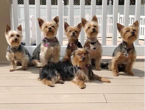 约克夏好养吗饲养约克夏正确方法,饲养狗狗的5大误区