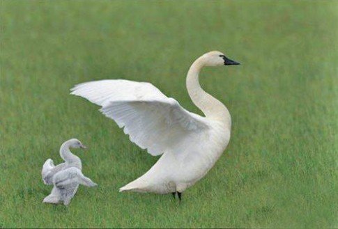 教子金言十句教学,教子金言50句完整版