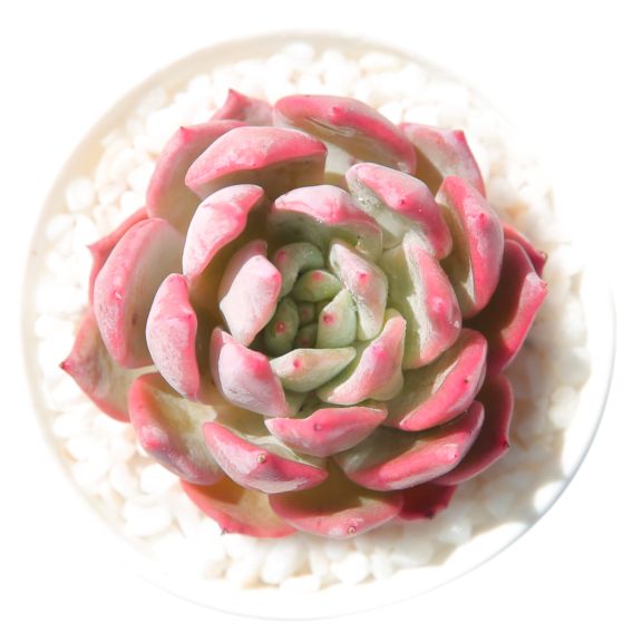 夏季养多肉就养冰莓，不休眠，不怕晒，越晒越香，状态还好