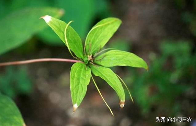 小何三农种植视频,小何三农养殖方法