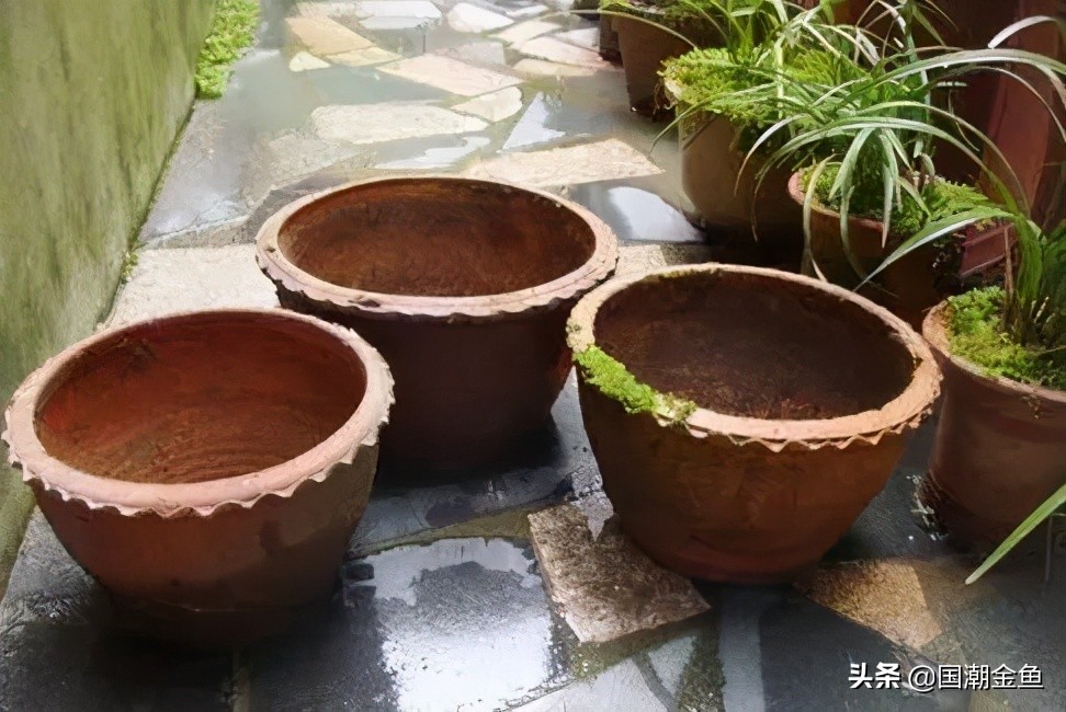 百年非遗福州观赏金鱼培育技艺,国粹传统金鱼