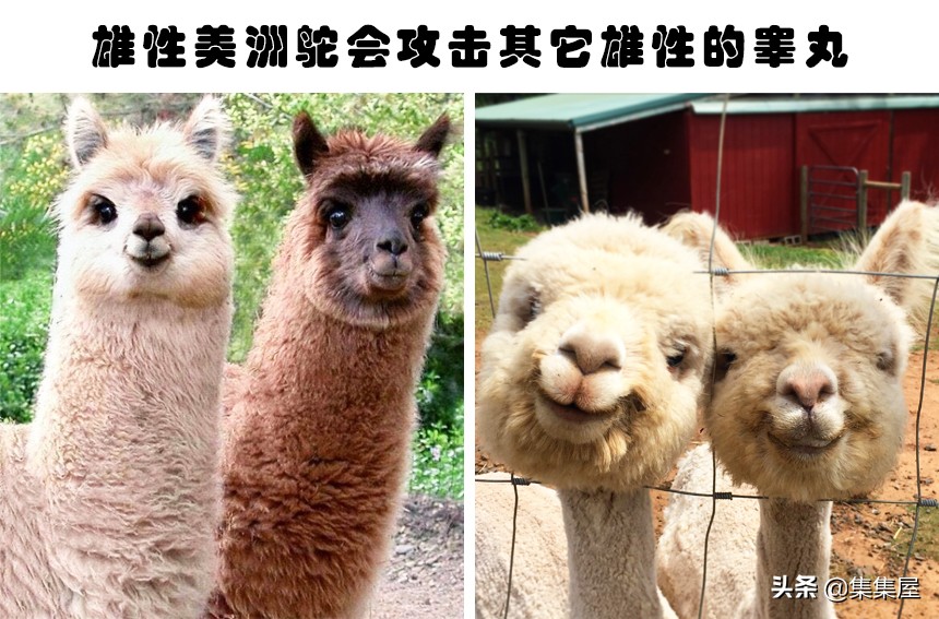 来自动物世界的22个有趣事实,动物世界中有什么有趣的现象