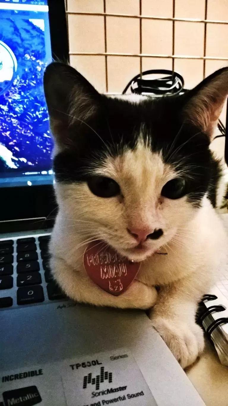 如何阻止猫咪在床上尿尿,猫咪总在床上尿怎么办