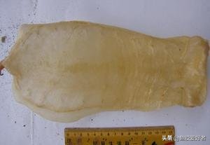 贵的花胶跟便宜的花胶有什么区别,便宜花胶与贵花胶的区别