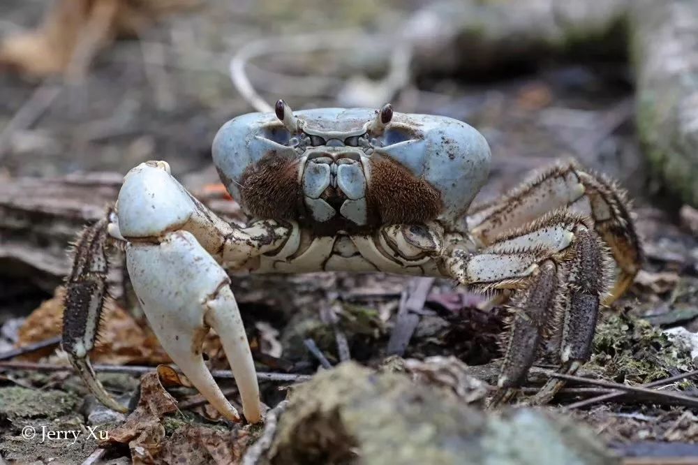 听说过网红猫岛、猪岛，见识过真正硬核的“蟹岛”吗？