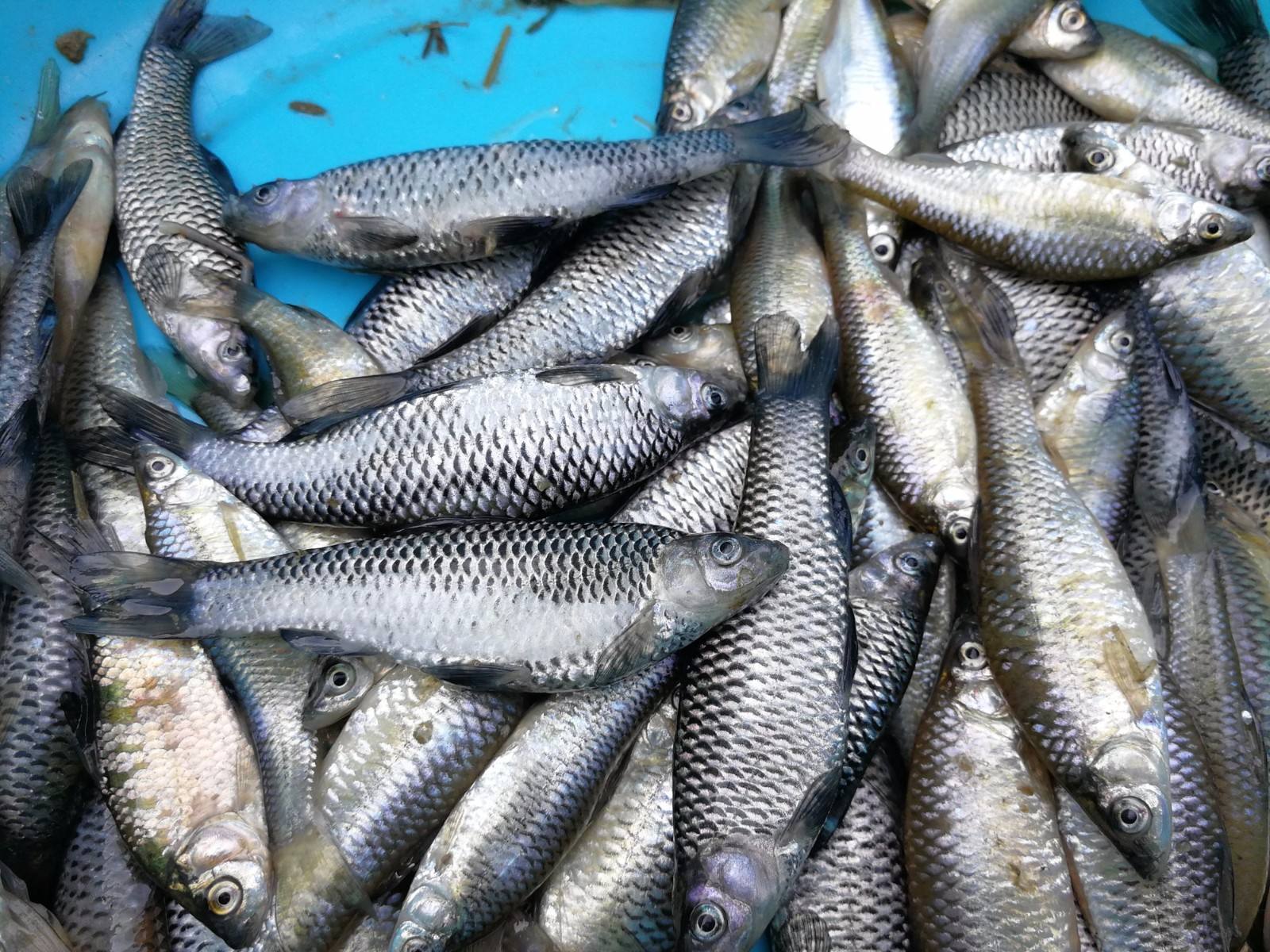 夏天野钓小鱼闹窝的最有效的方法,夏季白天钓鱼怎样减少小鱼闹窝