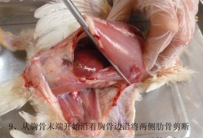 家禽常见疾病及检测方法书籍,家禽养殖疾病诊断