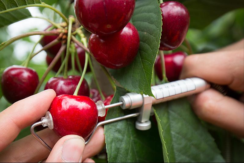 澳洲和智利车厘子区别,智利车厘子和车厘子有什么不一样