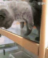 哈哈哈哈哈gif,哈哈哈哈哈图