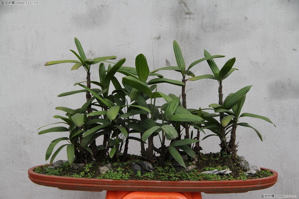 棕竹小苗盆景怎么养殖的,棕竹盆景养护管理的观赏要点