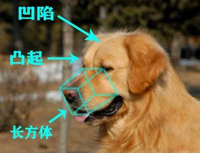 金毛犬究竟有哪些特征,正宗金毛犬有什么特征