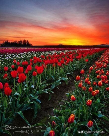 老张记忆里的荷兰之美