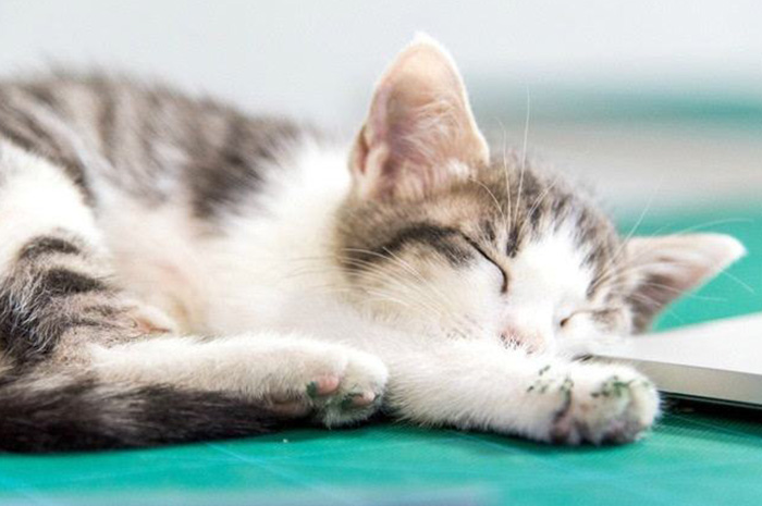 猫咪精神状态好但是不吃饭怎么办,猫咪一直不吃饭走路没力气没精神