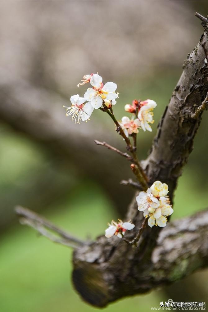 南京梅花山梅花开了吗,来南京梅花山赏梅花
