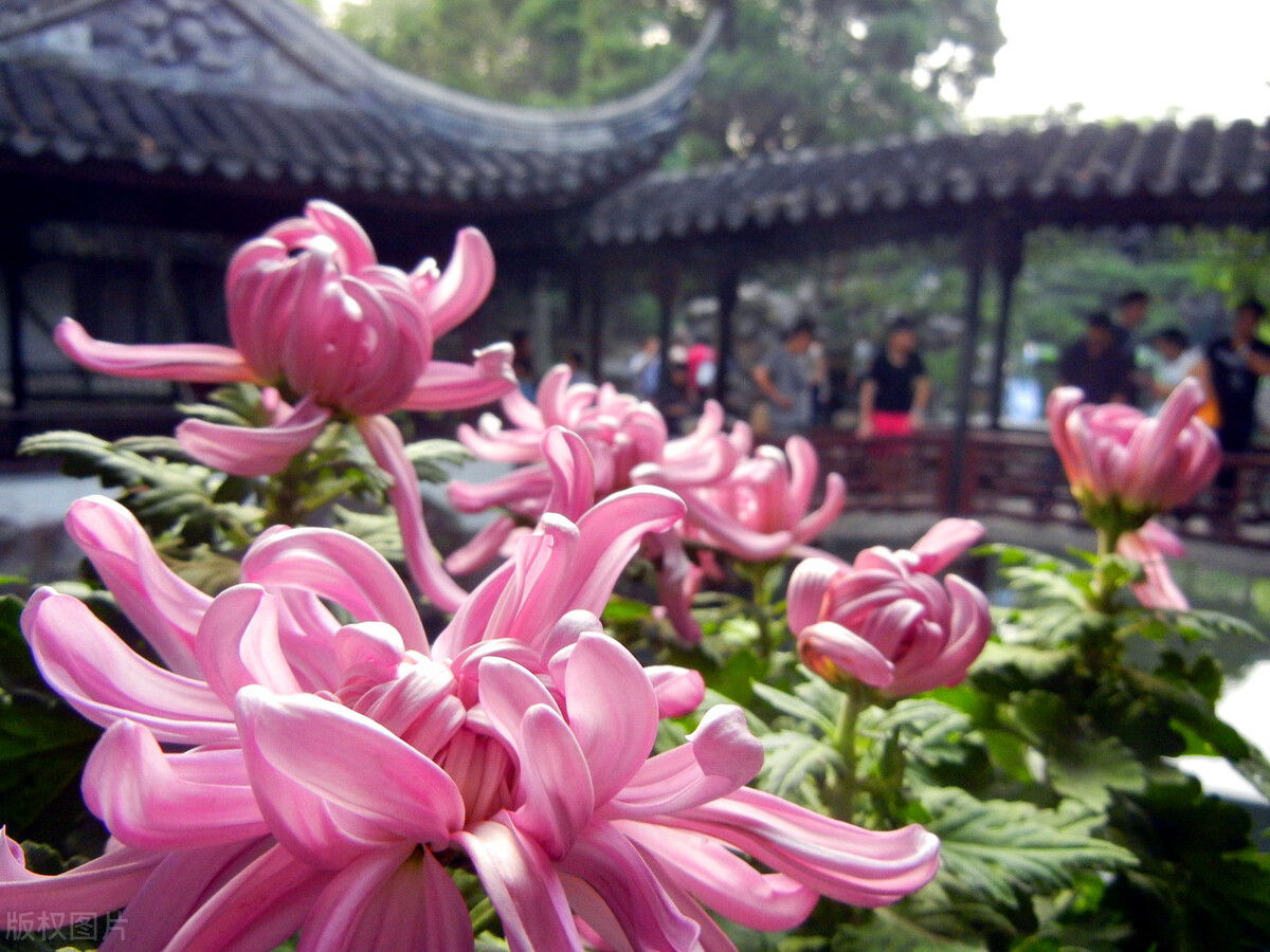 重阳节赏菊花的介绍,赏菊打卡好去处