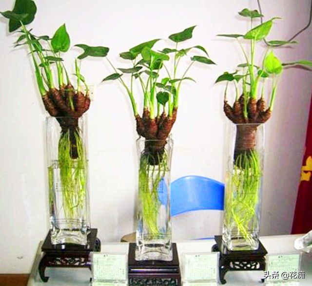 水培千手观音烂根最好的处理方法,水培千手观音花卉的养殖方法