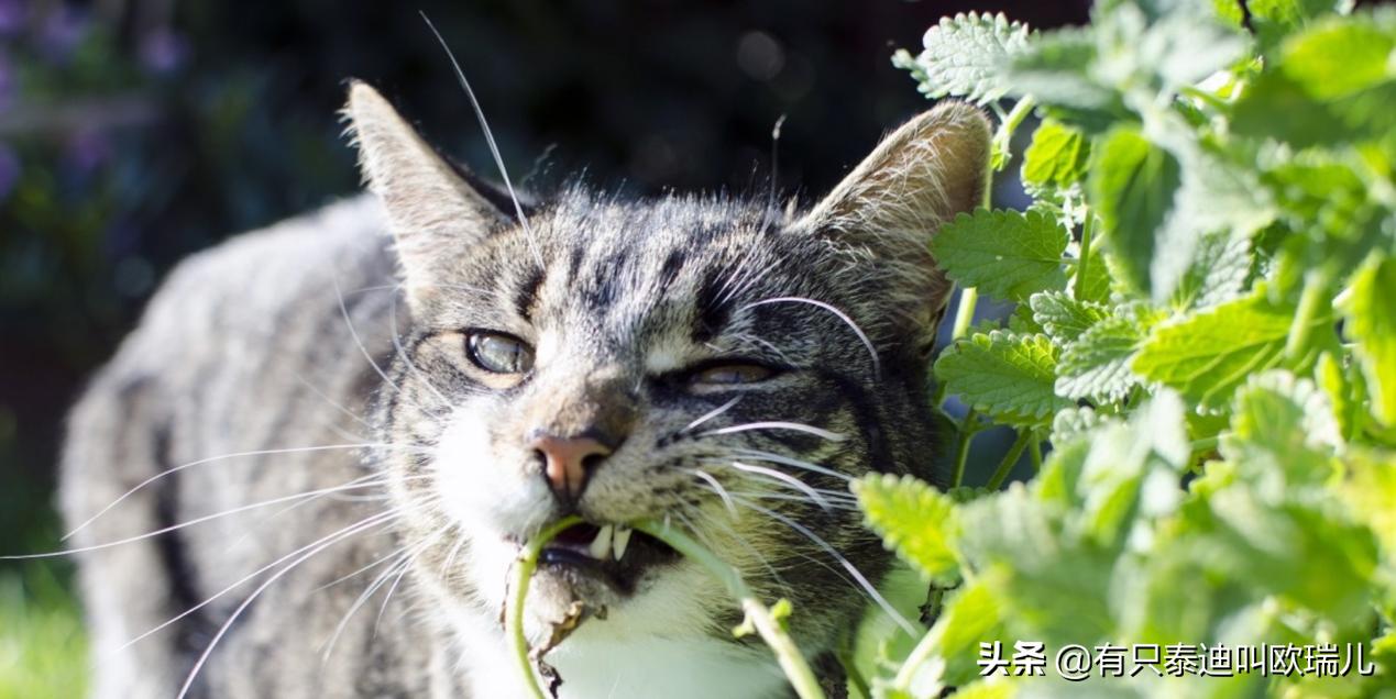 猫薄荷人类可以食用吗,人类能吃猫薄荷吗
