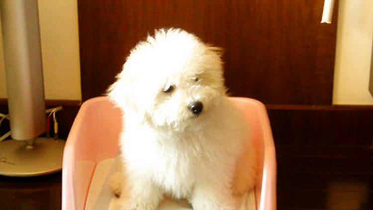 猫砂可以给狗狗用吗,猫砂可以给龟用吗