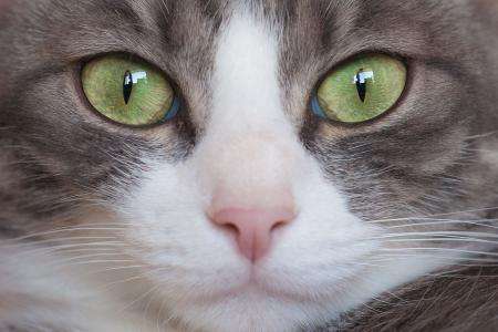 猫咪年老时常遇到的病症，爱它请给它足够的关怀