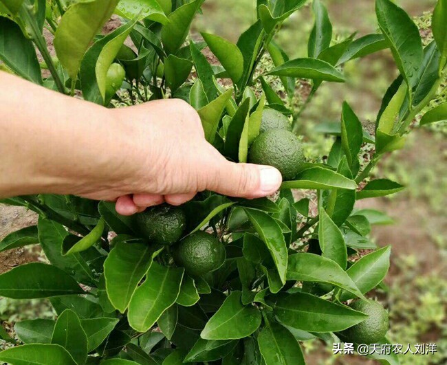 怎么把桔子树种在桶里,桔子树种植全过程