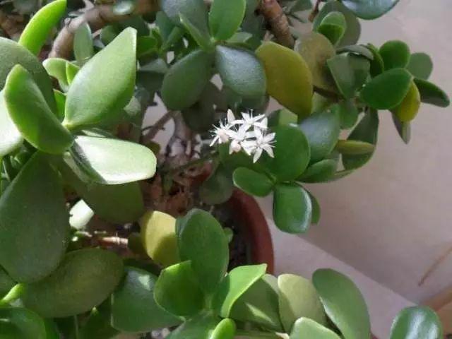 玉树一棵小苗,玉树一棵可以养吗