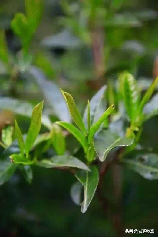 山场主人李新|母树白牡丹的价值回归